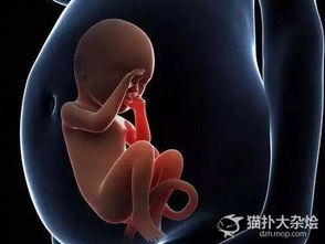 文言文破开肚子