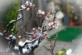 诗句,梅花,开败古