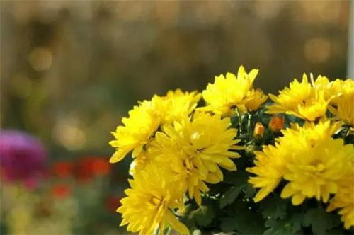 诗句,菊花,冬天