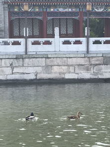 关于二月柳树的诗句