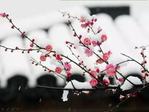 古诗,诗句,中带