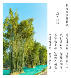 家乡变了开头用古诗句