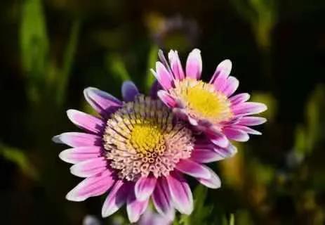 关于桃花的诗句古诗,关于梅的诗句古诗,托物言志的诗句古诗