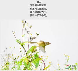 古诗,诗句