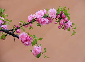 关于迎u000e春花的诗句