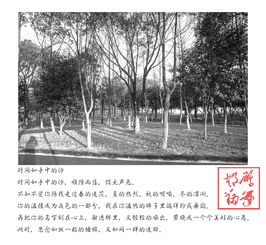 关于自由重回故乡的诗句