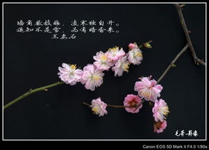 关于冬天梅花的诗句古诗大全,描写冬天梅花的诗句古诗大全,赞美梅花的诗句古诗大全小学
