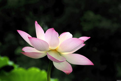 关于写莲花的古诗句