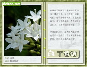 关于丁香结的古诗句有哪些