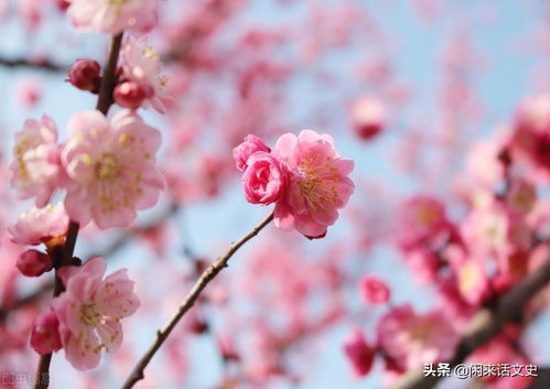 绿草花春水的诗句古诗