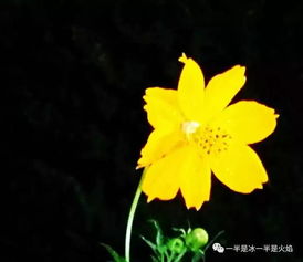 关于一个人静静听雨的诗句