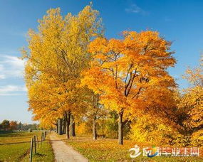 古诗中那些描写秋天的诗句