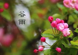 描写谷雨的诗句古诗词,描写荷花的诗句古诗,描写秋天的诗句古诗
