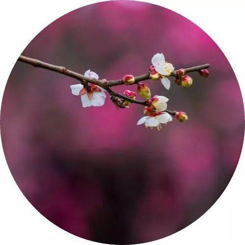关于野花朵的诗句古诗